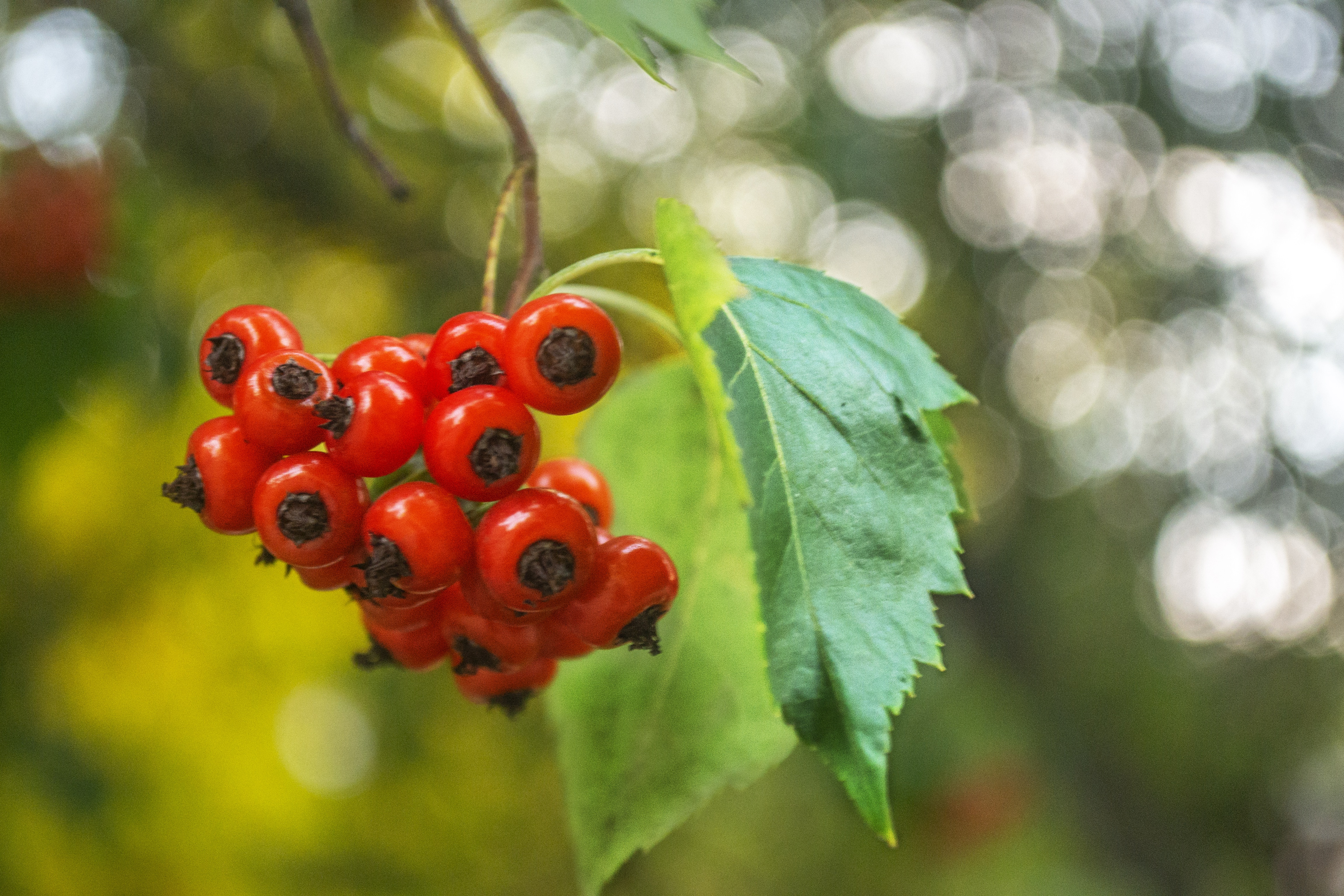 Berries