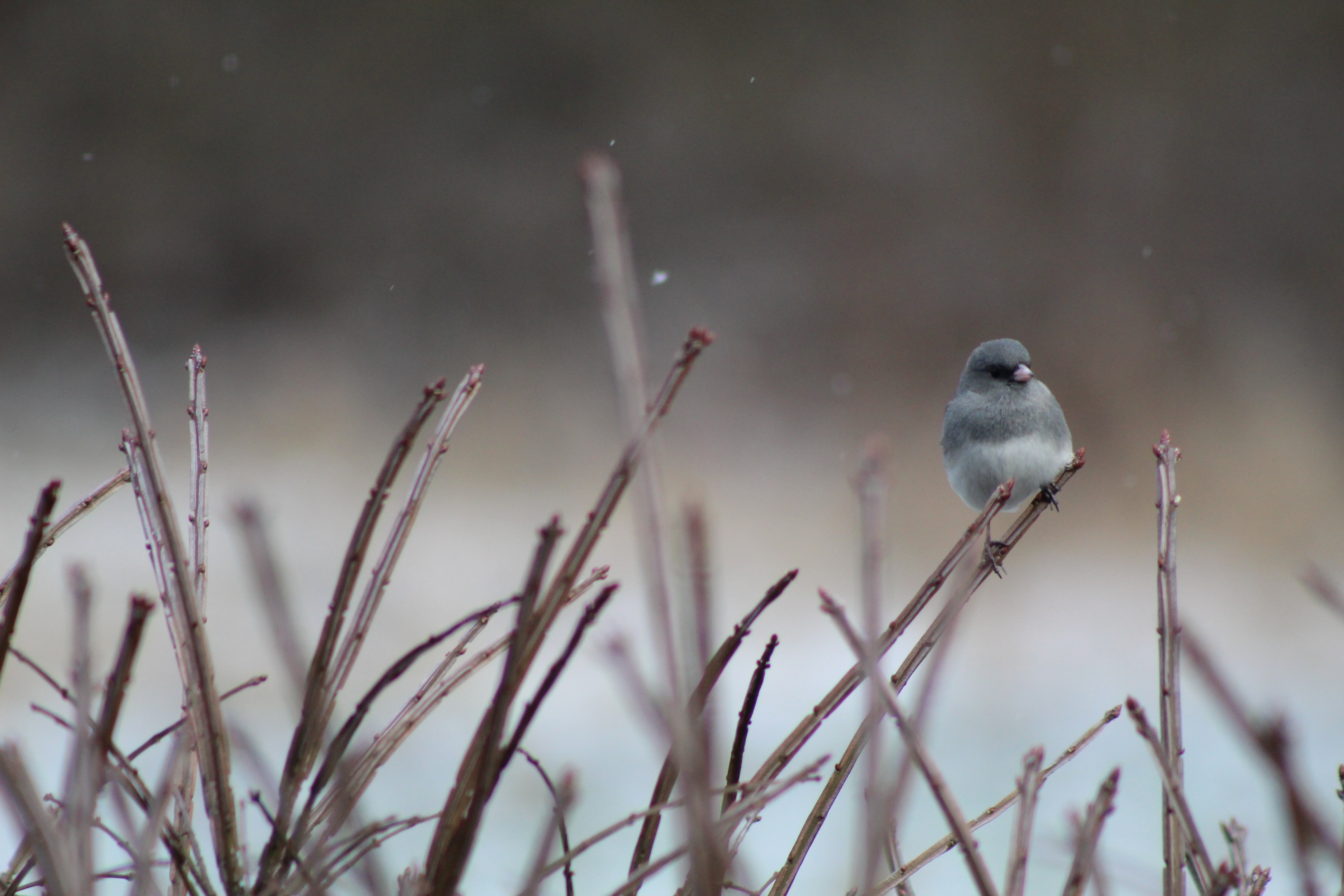 Junco