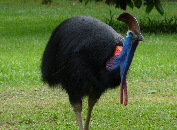 Cassowary pic