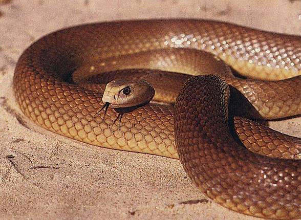 Inland Taipan 4